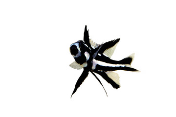 ホホスジタルミ　幼魚　白バック