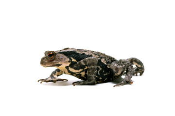 ヒキガエル　はうヒキガエル　白バック