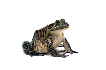Obraz premium ウシガエル 食用蛙 白バック