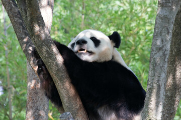Playful Male Panda, Le Bao, Everland, Korea
