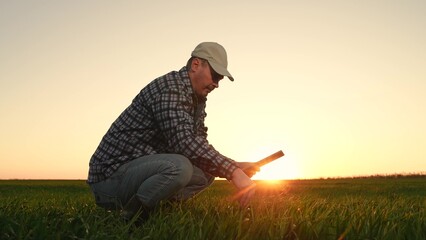 farmer working digital tablet, wheat field sunset, smart agribusiness sunset, agro startup...