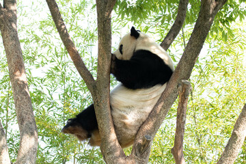 Fototapeta premium Playful Male Panda, Le Bao, Everland, Korea