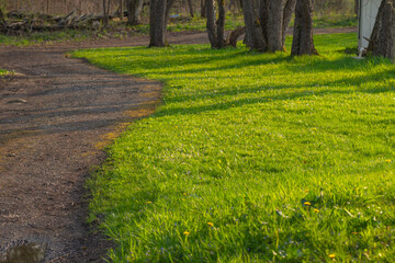 Blooming grass early spring woodland, selective focus background image