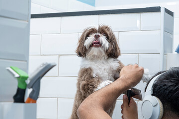 Two and a half year old brown and white Shih Tzu, receiving pet groomed_20.