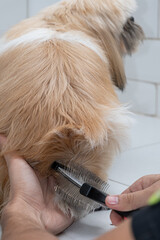 Two and a half year old brown and white Shih Tzu, receiving pet groomed_22.