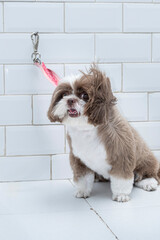 Two and a half year old brown and white Shih Tzu, receiving pet groomed_27.