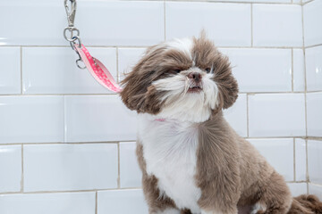 Two and a half year old brown and white Shih Tzu, receiving pet groomed_30.