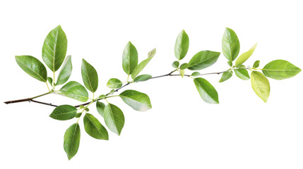 Naklejka premium Plant on a white background