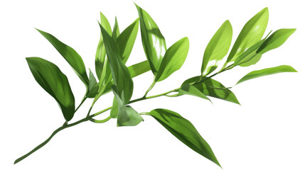 Obraz premium Plant on a white background