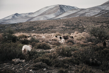 Mountain goats in snowy weather.