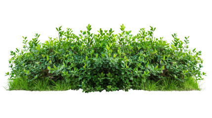 Obraz premium Green bush