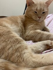 Light-colored cat lounging on the bed.