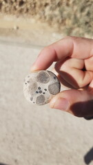hand holding a patterned rock