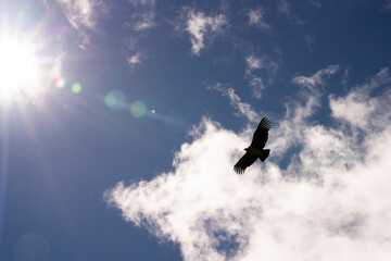 Endangered species. Closeup view of a Vultur gryphus, also known as Andean Condor, flying across...