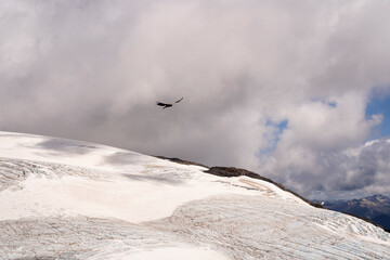 View of an Andean condors, Vultur, gryphus, flying over glacier Alerce ice field in Tronador hill,...