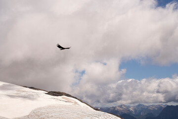 View of an Andean condors, Vultur, gryphus, flying over glacier Alerce ice field in Tronador hill,...