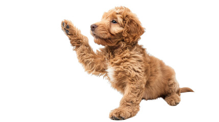 Obraz premium Dog