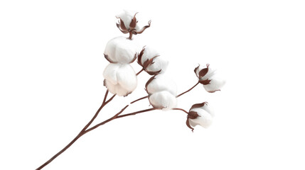Cotton flower