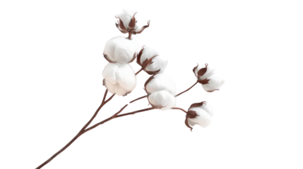 Cotton flower