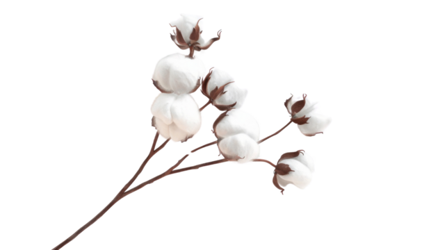 Cotton flower