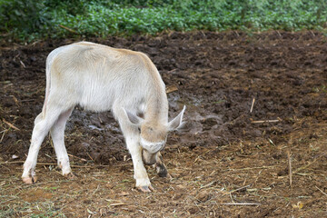 A buffalo calf is playing, a small white buffalo
