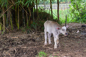 A buffalo calf is playing, a small white buffalo