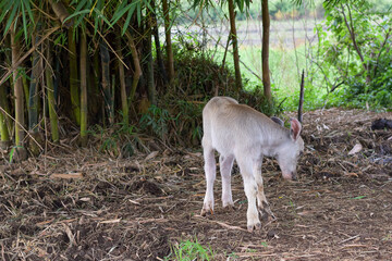 A buffalo calf is playing, a small white buffalo