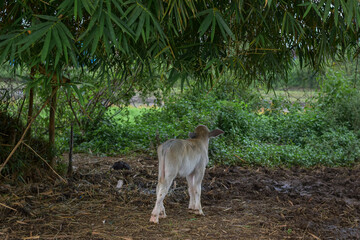 A buffalo calf is playing, a small white buffalo