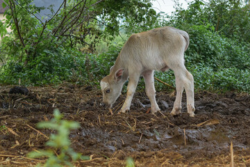 A buffalo calf is playing, a small white buffalo