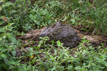 Buffalo dung. Manure that can be processed into organic fertilizer