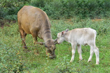Fototapeta premium Mother buffalo and baby buffalo are eating grass in the field, mother buffalo and baby buffalo are playing