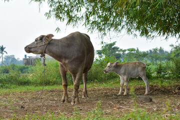 Mother buffalo and baby buffalo are eating grass in the field, mother buffalo and baby buffalo are playing