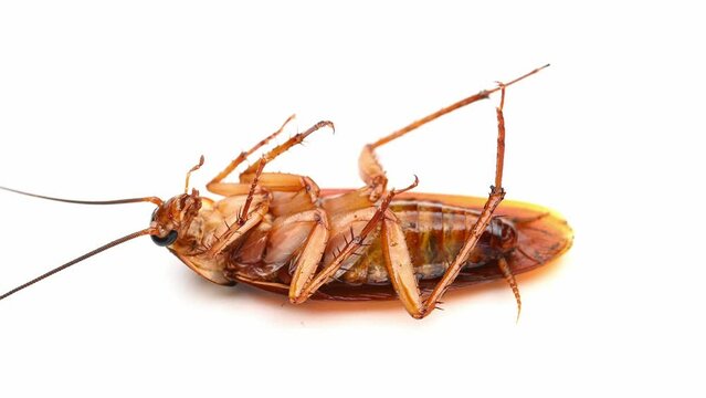 a poisoned and dying cockroach on white background at horizontal composition