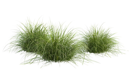 Bunches of grass