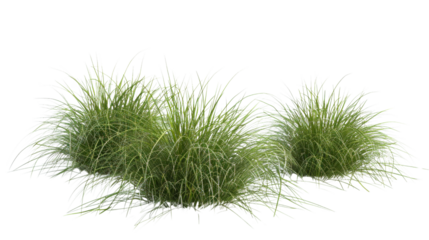 Bunches of grass