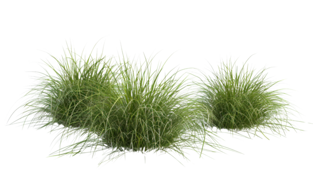 Bunches of grass
