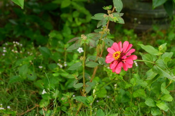 Fototapeta premium photography of zinnia peruviana flower plants in the garden in the morning