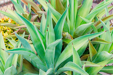 Obraz premium Agave demeesteriana Jacobi in closeup