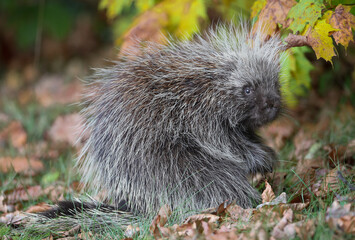 North American Porcupine