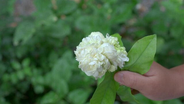 4K Slow Motion small girl holding Beautiful jasmine sambac in hand in garden.