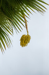 Green Palm Leaves with a Yellow Date Seed Pod.