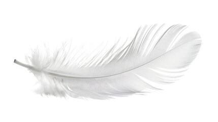 white feather transparent background