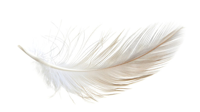 Fototapeta white feather