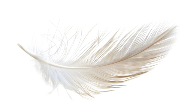 white feather