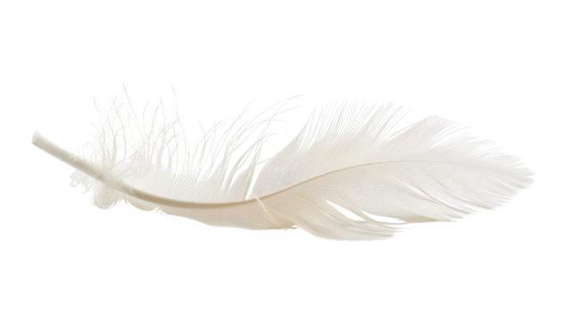 white feather