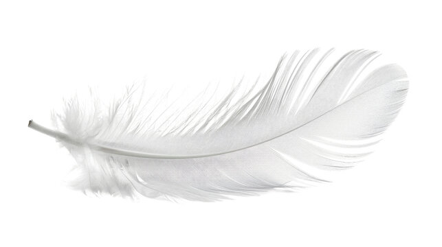 Fototapeta white feather transparent background