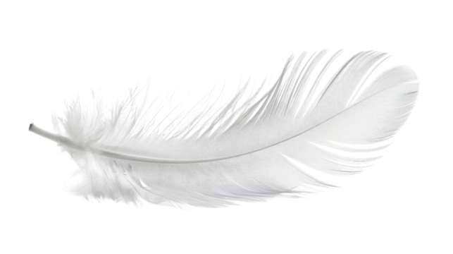 white feather transparent background - Powered by Adobe