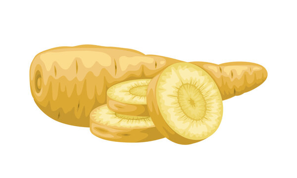 Vector illustration, Arracacha root, scientific name Aracacia xanthorriza, isolated on white background.