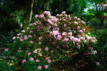 Fototapeta premium 長安寺のシャクナゲ