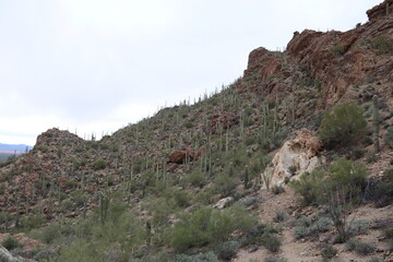 Tucson Mountain Park #4